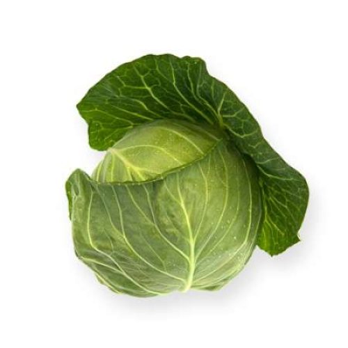 White Cabbage Cilema RZ F1 [GZG 236] [1000 Seeds]