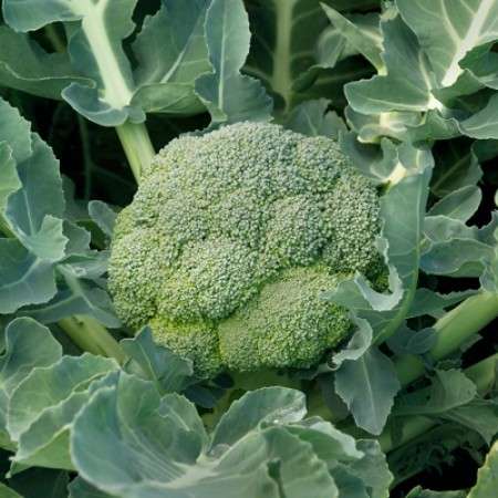 Broccoli Tahoe RZ F1 (1000 Seeds) - Image 2