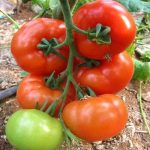 Technisem Jaguar F1 Tomato Seeds