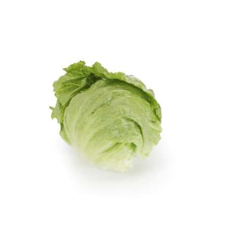 Iceberg Lettuce - Cartagenas RZ - Image 2