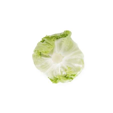 Iceberg Lettuce - Cartagenas RZ - Image 3