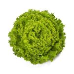 Batavia Lettuce - Bland Open Outdoor Tourbillon RZ