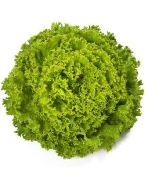 Batavia Lettuce - Bland Open Outdoor Tourbillon RZ