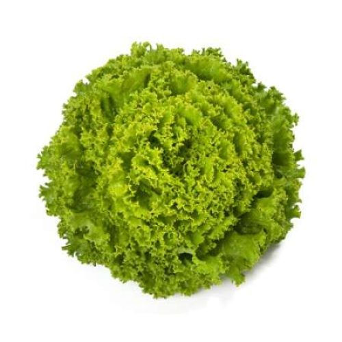 Batavia Lettuce – Bland Open Outdoor Tourbillon RZ [1000 Seeds]