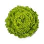 Batavia Lettuce - Bland Open Outdoor Tourbillon RZ