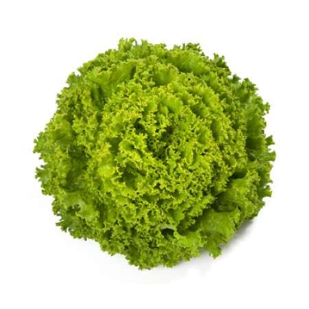 Batavia Lettuce - Bland Open Outdoor Tourbillon RZ