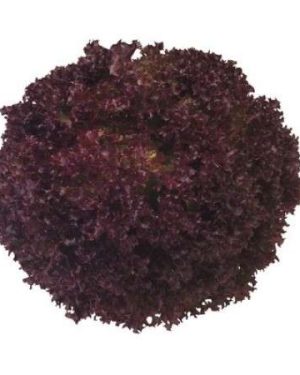 Leaf Lettuce Leaf Green Outdoor - Concorde RZ