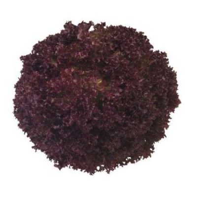 Leaf Lettuce Leaf Green Outdoor – Concorde RZ [85 – 53] SP