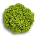 Leaf Lettuce Leaf Green Outdoor - Levistro RZ