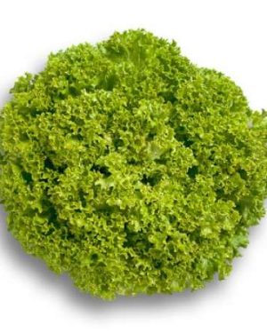 Leaf Lettuce Leaf Green Outdoor - Levistro RZ