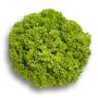 Leaf Lettuce Leaf Green Outdoor - Levistro RZ