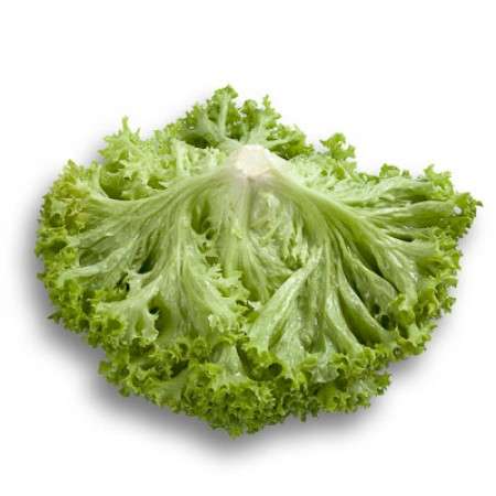 Leaf Lettuce Leaf Green Outdoor - Levistro RZ (85-76) 1000 Seeds - Image 3