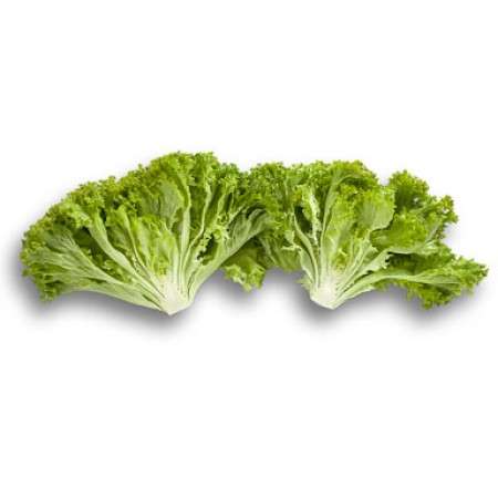 Leaf Lettuce Leaf Green Outdoor - Levistro RZ (85-76) 1000 Seeds - Image 2