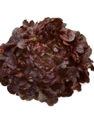 Oak Leaf Red Outdoor Mondai RZ