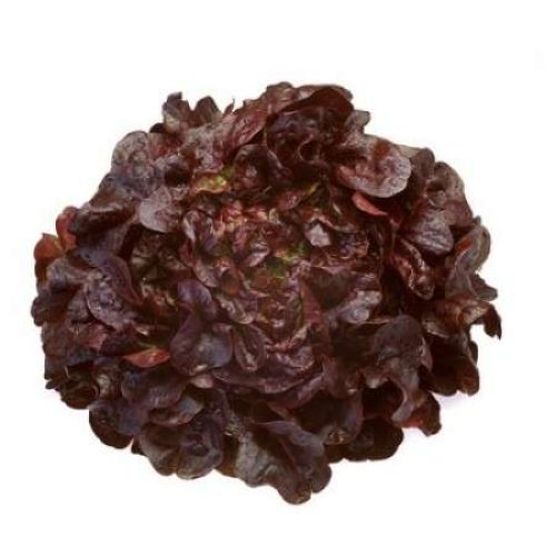 Oak Leaf Red Outdoor Mondai RZ (1000 seeds)