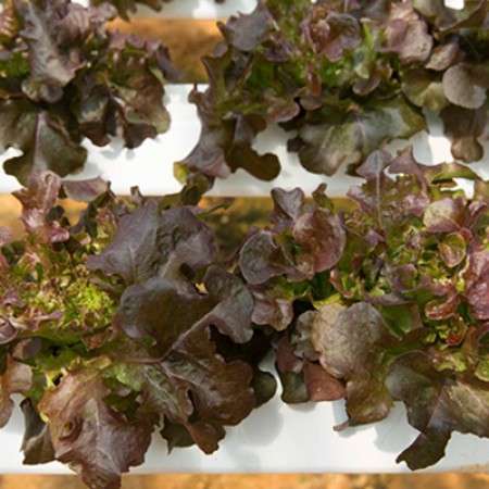 Oak Leaf Red Outdoor Mondai RZ (1000 seeds) - Image 2