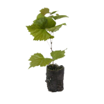 Hybrid Grape Seedling