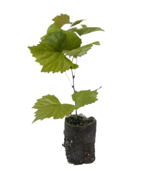 Hybrid Grape Seedling
