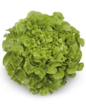 Kristine RZ - Oakleaf Green Lettuce