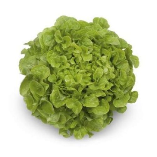 Kristine RZ – Oakleaf Green Lettuce