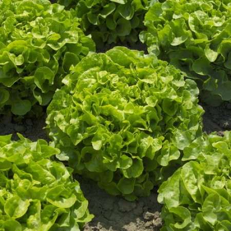 Kristine RZ - Oakleaf Green Lettuce - Image 2