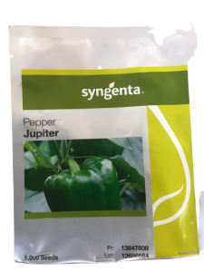 Syngenta Jupiter F1 Sweet Pepper