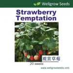 Wellgrow Strawberry Temptation