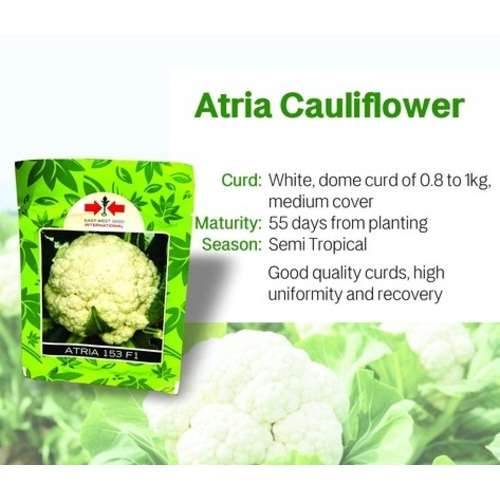 Summer Pernulo F1 Cauliflower Seeds - Image 2