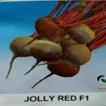 East West Jolly Red Beetroot