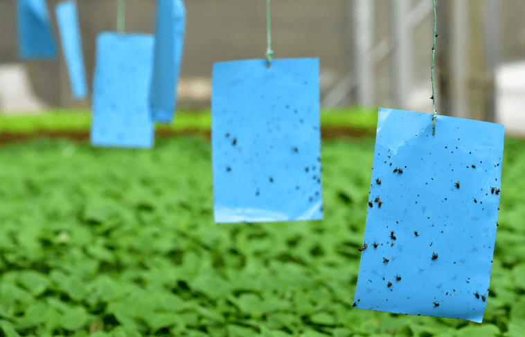 Insect Sticky/Glue Trap - Image 2