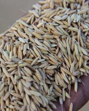 FARO-55 (NERICA 1 | Premier Seed | 10kg)