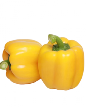 Reggaeton RZ F1 - Yellow Bell Pepper Seed