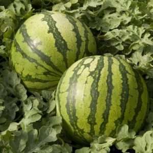 Watermelon Baronesa RZ F1 Seed (100 Seeds) - Image 3