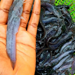 Clarias Juveniles (6 - 7 cm) | MOQ: 5000 Juveniles