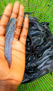 Clarias Juveniles (6 - 7 cm) | MOQ: 5000 Juveniles