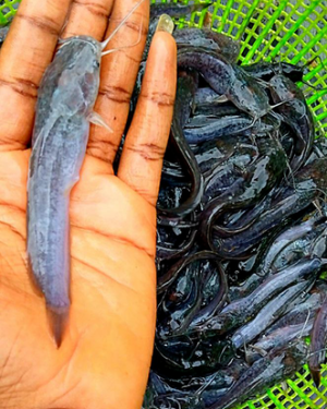Clarias Juveniles (6 - 7 cm) | MOQ: 5000 Juveniles