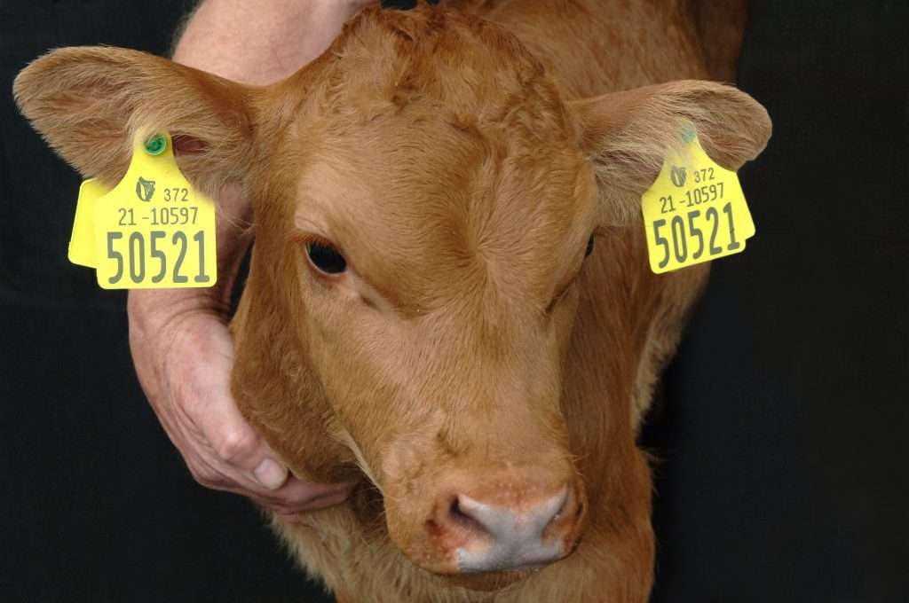 Ear Tag for Cattle (Large Livestock) - Image 2