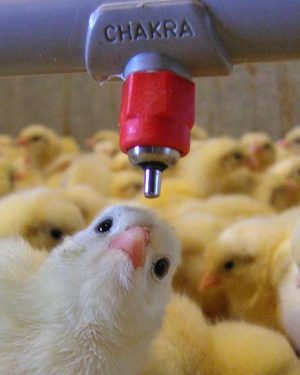 Chakra Nipple with Saddle