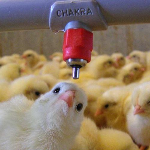 Chakra Nipple with Saddle (Pack of 50)