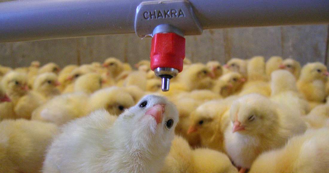 Chakra Nipple with Saddle