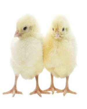 Obasanjo Marshalls Day Old Broiler