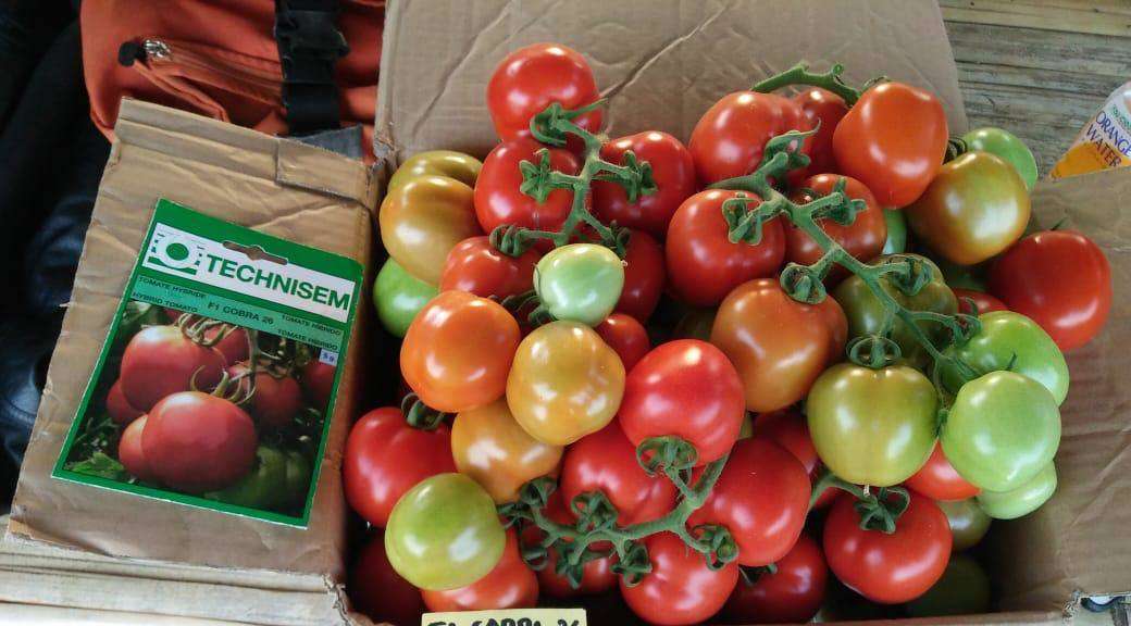 F1 Cobra 26 Tomato (Technisem) Seed | 5g - Image 2