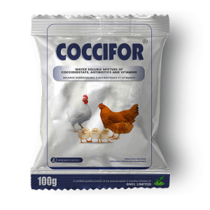 Coccifor
