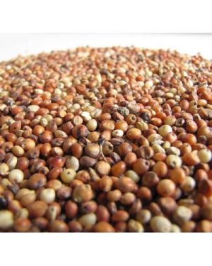 Csr-01 Sorghum Seed