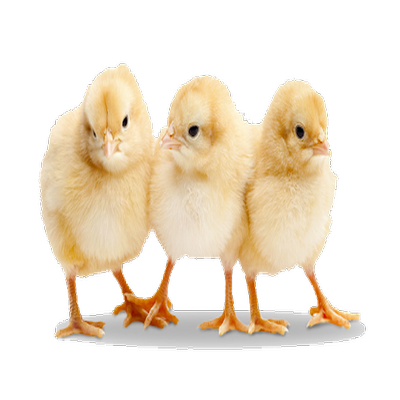 Yammfy Day Old Chicks