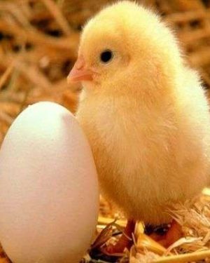 Amo Day Old Broiler (Arbor Acres) | 1 Carton