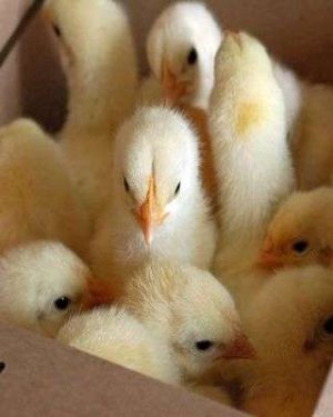 Commercial Day-Old Zartech Broilers (Cobb 500) | 1 Carton