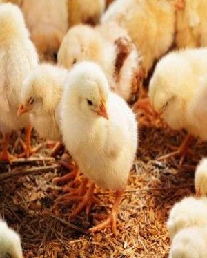 CHI Day Old Broiler (Arbor Acres Plus) | 1 Carton