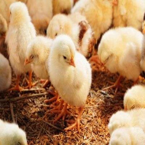 CHI Day Old Broiler (Arbor Acres Plus) | 1 Carton
