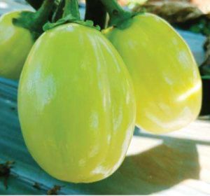 Technisem African Eggplant Djamba F1 (5g)